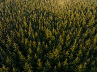An aerial view of Scots Pine Gisburn Forest, Lancashire, UK