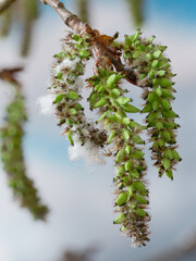 Kleiner Ast der Zitterpappel (Populus tremula) an dem mit Kätzchen mit Samen hängen.