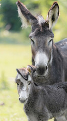 portrait of a baby donkey with it's mother 