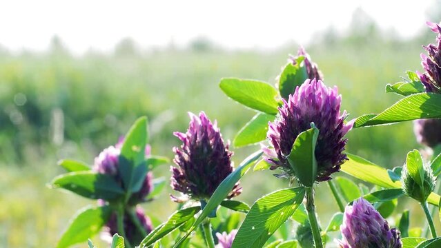 Background video - a small clover flowers in a field , macro, shallow depth of field
