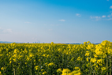 Fototapeta premium Gorgeous yellow canola field blooming rapeseed farm backlit with sunset light. Big agricultural field planted with numerous yellow flowers of field mustard blossoming in springtime. Rapeseed oil in