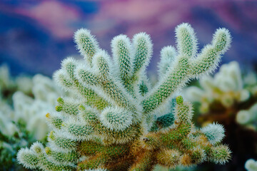 cholla cactus at sunrise in joshua tree national park california usa