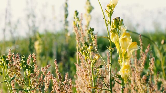 Background video - the common toadflax in a field at sunset, macro, shallow depth of field