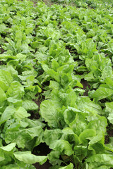 Young fodder beets (Beta vulgaris) grow in the field, intended for feeding animals
