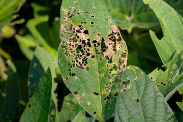 Soybean leaf with skeleton holes from insect damage. Agriculture pest, insect control, and plant...