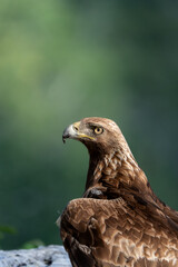 la reina de los cielos