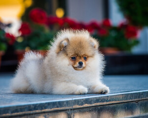 A cute fluffy puppy lies on the path. The breed of the dog is the Pomeranian