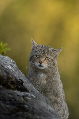 el anciano de la monta&ntilde;a