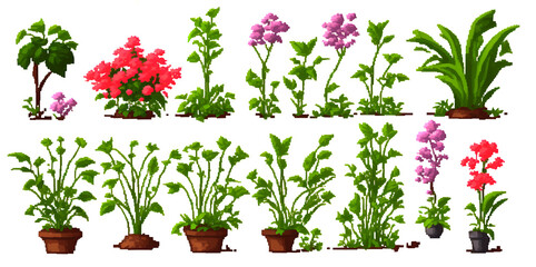 Indoor plants on a white background, a set of illustrations.