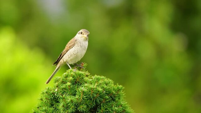 Wildlife-birds. The red-backed Shrike (Lanius collurio) bird belongs to the laniidae family. Shrub open fields and hedges on the edges of these fields are their habitats. They usually feed on insects.