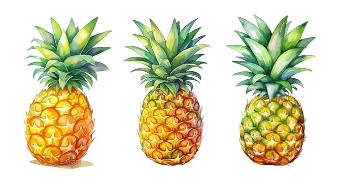 Colorful set of pineapple in watercolor style isolated on white background. Watercolor pineapple. Ideal for postcard, book, poster, banner. Vector