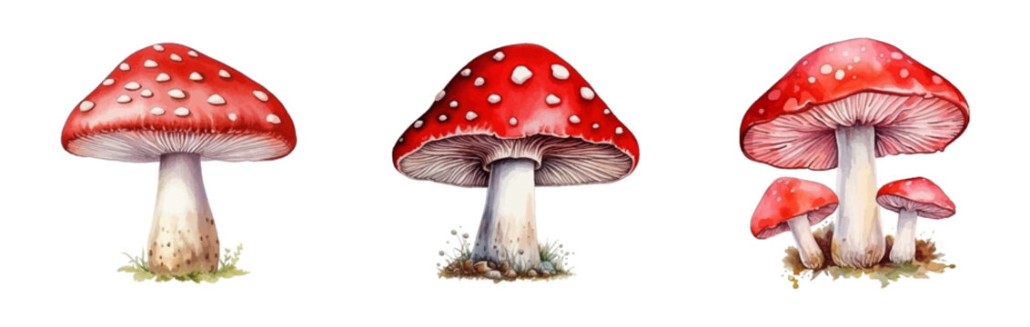 Watercolor set of fly agaric mushrooms. Watercolor red mushroom with white dots on a white background. Ideal for postcard, book, poster, banner. Vector illustration