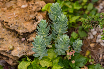 Obraz premium beautiful plant on a stone background with a snail