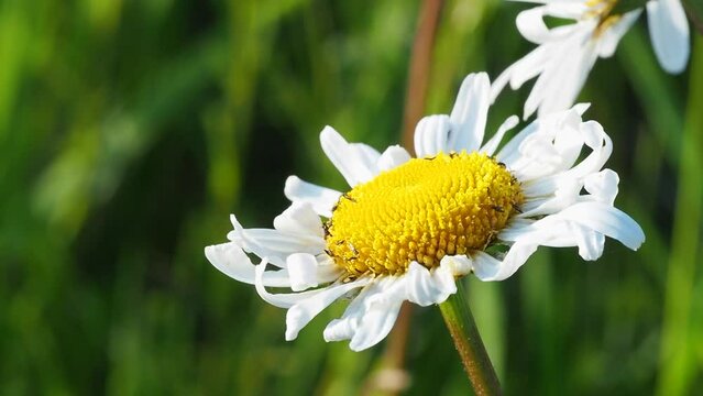 Thrips eat chamomile, macro, shallow depth of field