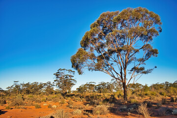 Typical Australian outback scene, with red earth, low desert vegetation and tall eucalyptus trees....