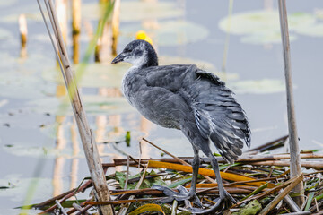 A young Eurasian coot (Fulica atra), a common coot chick stands on its feet in the nest in the...