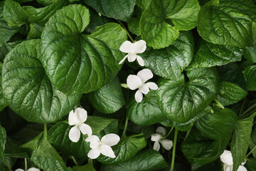 Viola blanda (sweet white violet) plant with flowers. Dark green vibrant leaves textured background.