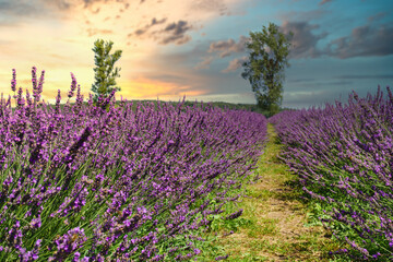 Fototapeta na wymiar Beautiful lavender stalks in the countryside. Sunset in breathtaking purple fields.