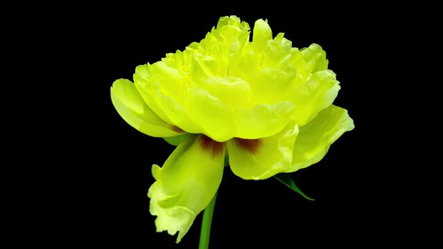 Yellow Peony Blooming in Time Lapse on a black Background. Cream Flower Moving Petals Close Up While Blossoming. Tender Spring Flower with red Center