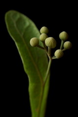 Medicinal plants - linden flower; Tilia tomentosa