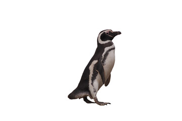 Obraz premium pinguin