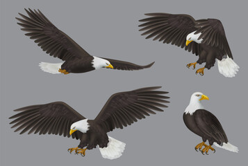 Eagle. Wild freedom aggresive bird decent vector prey eagles realistic pictures
