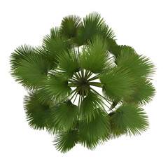 Aerial view collection of 3D tropical sabal palmetto plants large and foliage PNG illustration 1