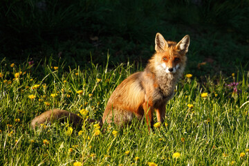 Red fox (Vulpes vulpes)