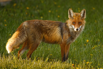 Red fox (Vulpes vulpes)