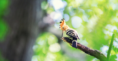 Crested Hoopoe Upupa epops it flies to the nest and carries food for the female for the young. © Jiří Fejkl