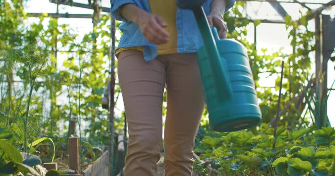 Cropped image of legs of farmer walking in greenhouse. Gardener grows summer crops. Orchard house worker transfers watering can from hand to hand. Female worker take care of plants.