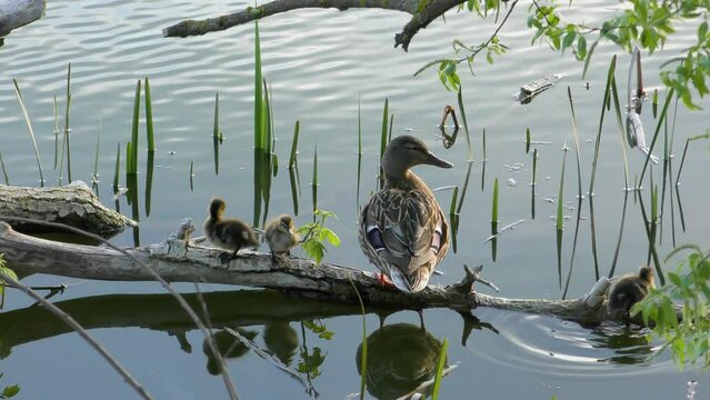 Duck and ducklings sitting on a log in the river