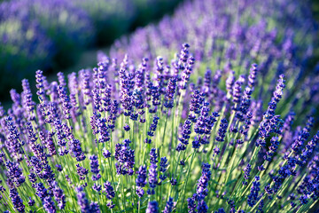 Obraz premium a lavender field