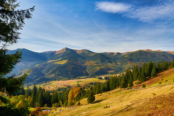 Forest on a sunny day in autumn season.