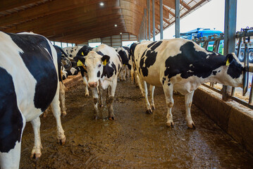 cows at a midwest farm in Pulaski, , wisconsin, usa