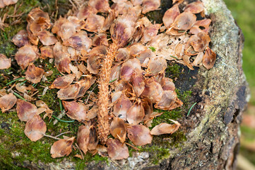 Von Eichhörnchen gefressener Fichtenzapfen