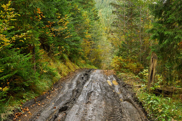 Country road through the forest with large muddy puddles after rain - 616808496