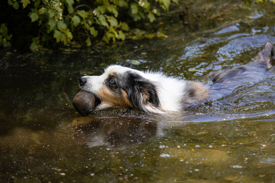 Schwimmender Hund