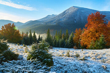 First snow in the forest in the mountains. Sunny day - 616808684