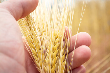 Growing wheat on the farm. Growth of wheat in the field. An ear of wheat in the hands of a farmer