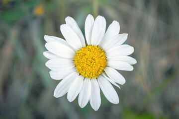 White chamomile flower. A beautiful plant in the field. Field flower chamomile