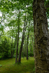 trees in the forest