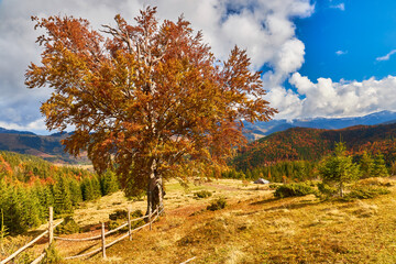 Fototapeta premium Colorful autumn landscape scene with fence in Transylvania mountain