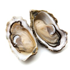 Two freshly shucked oysters on a plain white background created with generative ai technology