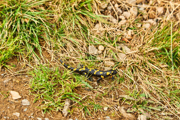 portrait of cute fire spotted salamander