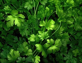 Fototapeta na wymiar On a dark wooden table, a bunch of green fresh fragrant parsley before adding to food for taste and smell. Created with Generative AI technology.