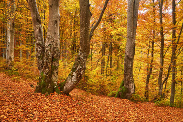Beech forest with orange leaves. Autumn landscape on a sunny day in the mountains. Carpathians, Ukraine