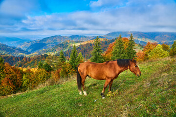 portrait of a brown horse standing on a field with mountains