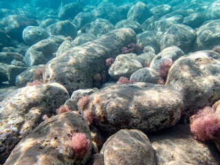 Vista subacquea presso l'Isola delle Sirene