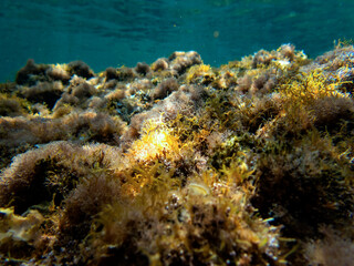 Obraz na płótnie Canvas Veduta subacquea del fondale dell'Isola delle Sirene con alghe nel Mar Jonio